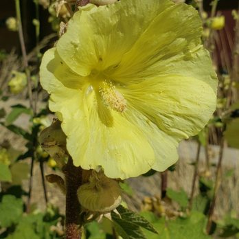Betty Ford Alpine Gardens - Flower - Botanical Gardens Near Me - Vail, Colorado