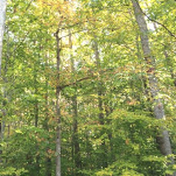 DCP Tree Service - Tree Services Near Me