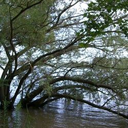 Rheinidyll am Leinpfad
