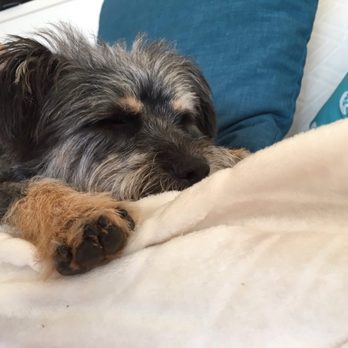 DogSpot - Chuck all tuckered out from day care - Pet Training Near Me - Oceanside, California