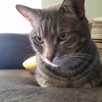 Pathways to Healing Animal Acupuncture - Old man - Veterinarians Near Me - Mountain View, California