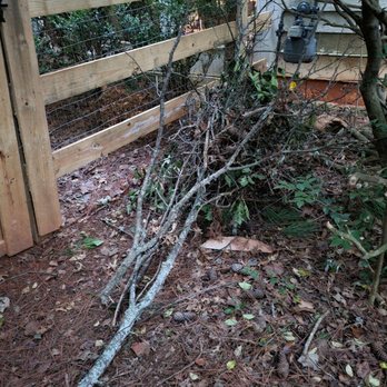 Nacho Tree Expert - Branches and twigs I had to clean up after nacho - Tree Services Near Me - Roswell, Georgia
