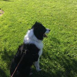Dogs Love To Walk