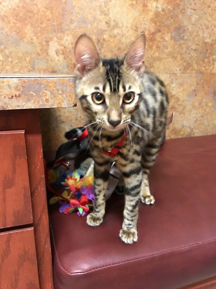 DALLAS VETERINARY SURGICAL CENTER Updated August 2024 28 Reviews