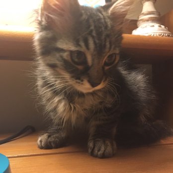 Joybound - Kitten is settling in - Animal Shelters Near Me - Walnut Creek, California Joybound - Kitten is settling in - Animal Shelters Near Me - Walnut Creek, California