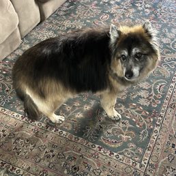 Bella groomed by Noah Bella groomed by Noah