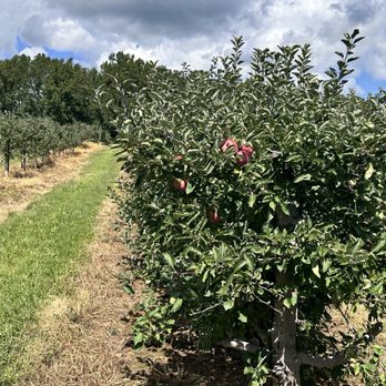 Milburn Orchards - Apple trees - Fruits & Veggies Near Me - Elkton, Maryland Milburn Orchards - Apple trees - Fruits & Veggies Near Me - Elkton, Maryland