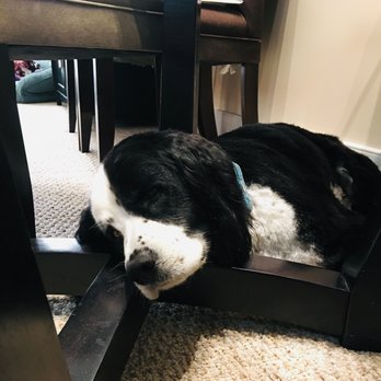 Clean Paws Pet Salon - Very relaxed after his spa day at Clean Paws. - Pet Groomers Near Me - Medford, Massachusetts Clean Paws Pet Salon - Very relaxed after his spa day at Clean Paws. - Pet Groomers Near Me - Medford, Massachusetts