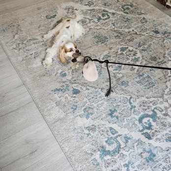 Andi's Pet Services - Pet Sitting Near Me Andi's Pet Services - Pet Sitting Near Me