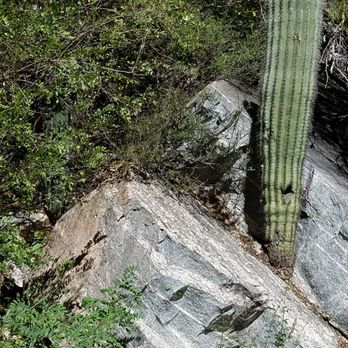 Sabino Canyon - Saguaro cactus growing from rock... they don't need much. - Parks Near Me - Tucson, Arizona