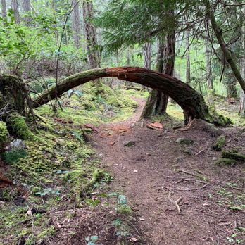 Lopez Hill Preserve - A tree arch on the right fork at the red and orange arch fork trailmarker. - Parks Near Me - Friday Harbor, Washington Lopez Hill Preserve - A tree arch on the right fork at the red and orange arch fork trailmarker. - Parks Near Me - Friday Harbor, Washington