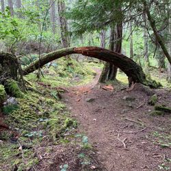 Lopez Hill Preserve - A tree arch on the right fork at the red and orange arch fork trailmarker.