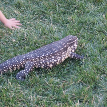 Reptacular Animals - Reptacular Animals Party - Party & Event Planning Near Me - Sun Valley, California Reptacular Animals - Reptacular Animals Party - Party & Event Planning Near Me - Sun Valley, California