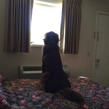 Just Sleep Motel - Nice clean bedding. Pet friendly great grassy outdoor area for him. - Hotels Near Me - Conneaut Lake, Pennsylvania Just Sleep Motel - Nice clean bedding. Pet friendly great grassy outdoor area for him. - Hotels Near Me - Conneaut Lake, Pennsylvania