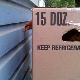 Chickens in boxes marked "eggs."  So confusing.