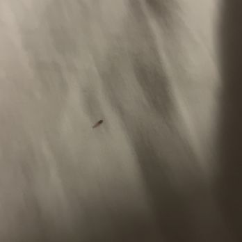 Bahia Resort Hotel - Bed bugs found in room 123, bayfront room that cost is $1,000 a night, manager on shit could not care less - San Diego, CA