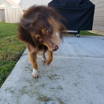 Texas Claws & Paws - Henry got a good shake out!! - Pet Sitting Near Me Texas Claws & Paws - Henry got a good shake out!! - Pet Sitting Near Me