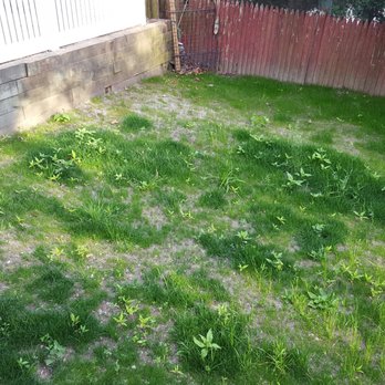 Vineyard Landscaping - June 2016 time frame. Many weeds no Vineyard Landcaping calling me back. - General Contractors Near Me - Stoneham, Massachusetts