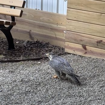 Raptor Hill Falconry - Specialty Schools Near Me - Stanley, Virginia