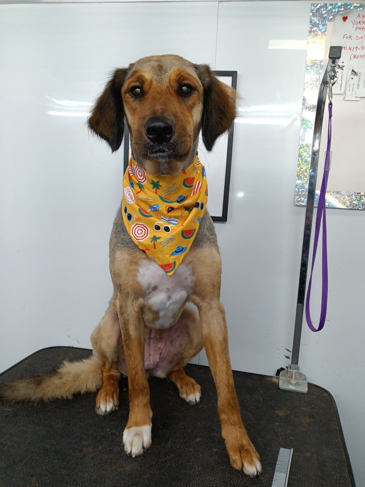 RUB A DUB MOBILE GROOMING Updated August 2024 Clute, Texas Pet