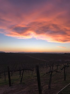 Palumbo Family Vineyard by null