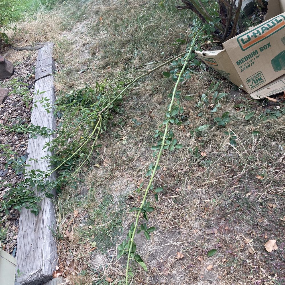 Burke Plumbing - these are the rose branches he stomped on and broke - Plumbing Near Me - Yakima, Washington