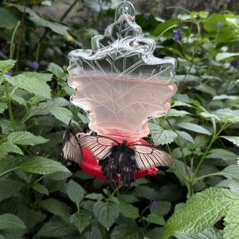 Niagara Parks Butterfly Conservatory - Zoos Near Me - Niagara Falls, Ontario