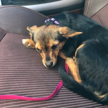 All Care Pet Clinic - Penny waiting for her shots - Veterinarians Near Me - Palmdale, California All Care Pet Clinic - Penny waiting for her shots - Veterinarians Near Me - Palmdale, California
