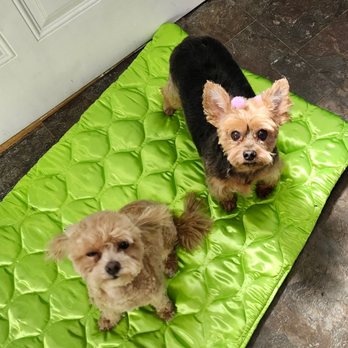 Accent Pets - Pet Groomers Near Me - Jefferson City, Missouri