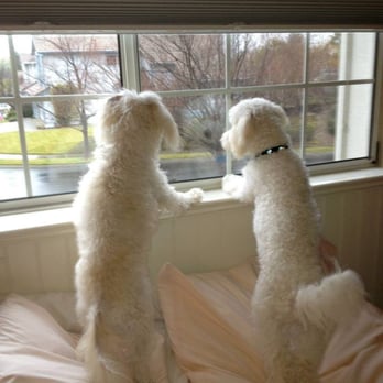 Dogfather Pet Services LLC - Pet Sitting Near Me