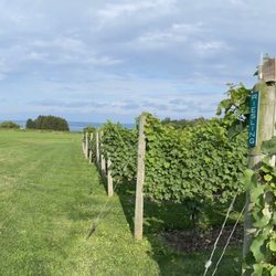 New Vines B&B - Vineyards