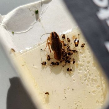 B&B Extermination - Pest Control Near Me - Huntingburg, Indiana B&B Extermination - Pest Control Near Me - Huntingburg, Indiana