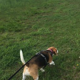 At the top of the hill - her nose never stops!! At the top of the hill - her nose never stops!!
