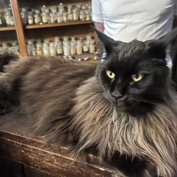 Hierophany & Hedge - gigantic and regal house kitty - Hobby Shops Near Me - Covington, Kentucky Hierophany & Hedge - gigantic and regal house kitty - Hobby Shops Near Me - Covington, Kentucky