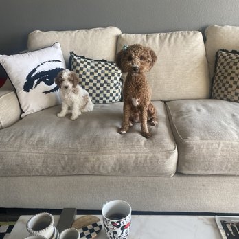 Veterinary Emergency Center - Hudson (left. Puppy treated) Brooklyn (right) her mom - Veterinarians Near Me - Redlands, California Veterinary Emergency Center - Hudson (left. Puppy treated) Brooklyn (right) her mom - Veterinarians Near Me - Redlands, California