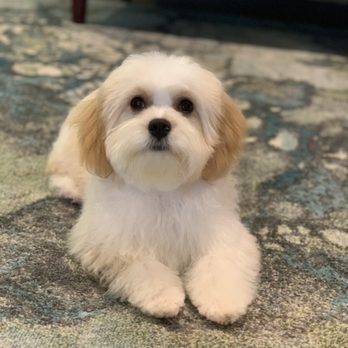 Young Style - Pet Groomers Near Me - Bellevue, Washington Young Style - Pet Groomers Near Me - Bellevue, Washington