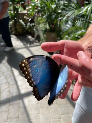 Wings of Mackinac by null