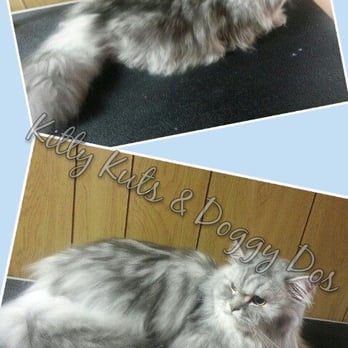 Kitty Kuts and Doggy Dos - Pet Groomers Near Me - Beaver Falls, Pennsylvania Kitty Kuts and Doggy Dos - Pet Groomers Near Me - Beaver Falls, Pennsylvania