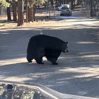 Bearizona - Bear - Zoos Near Me - Williams, Arizona Bearizona - Bear - Zoos Near Me - Williams, Arizona