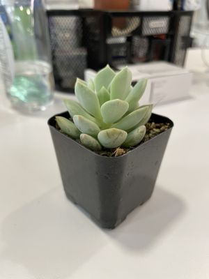 Succulence by null