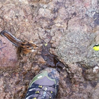 Rattlesnake Ledge Trail - Marmots everywhere! - Hiking Near Me Rattlesnake Ledge Trail - Marmots everywhere! - Hiking Near Me