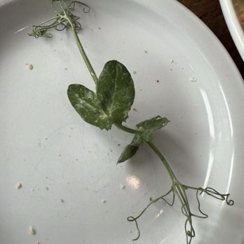 Bluewater Waterfront Grill - Random Pea Shoot - Seafood Near Me - Wrightsville Beach, North Carolina Bluewater Waterfront Grill - Random Pea Shoot - Seafood Near Me - Wrightsville Beach, North Carolina