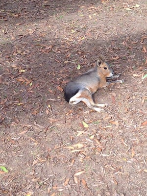 Adelaide Zoo by null