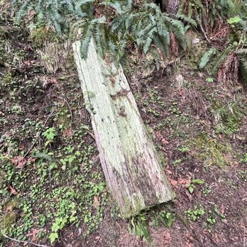 Olallie State Park - Cool colored log plank - Hiking Near Me - North Bend, Washington Olallie State Park - Cool colored log plank - Hiking Near Me - North Bend, Washington