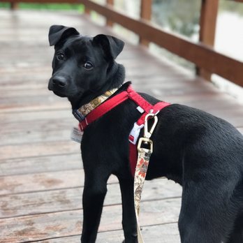 Love & Second Chances - Pet Adoption Near Me
