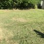 Photo of Papa's Lawn Service