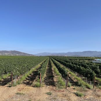 BOTTAIA Winery - Vineyard and view of the mountains - Wine Tasting Room Near Me - Temecula, California
