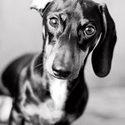 McGraw Chiropractic Acupuncture - Part time greeter-Charlie