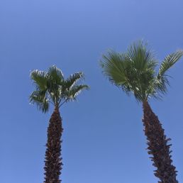 Palm trees Palm trees
