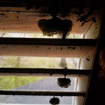 Tom's Termite & Pest Control - Wasp in gable vent. - Pest Control Near Me - Spencer, Indiana Tom's Termite & Pest Control - Wasp in gable vent. - Pest Control Near Me - Spencer, Indiana